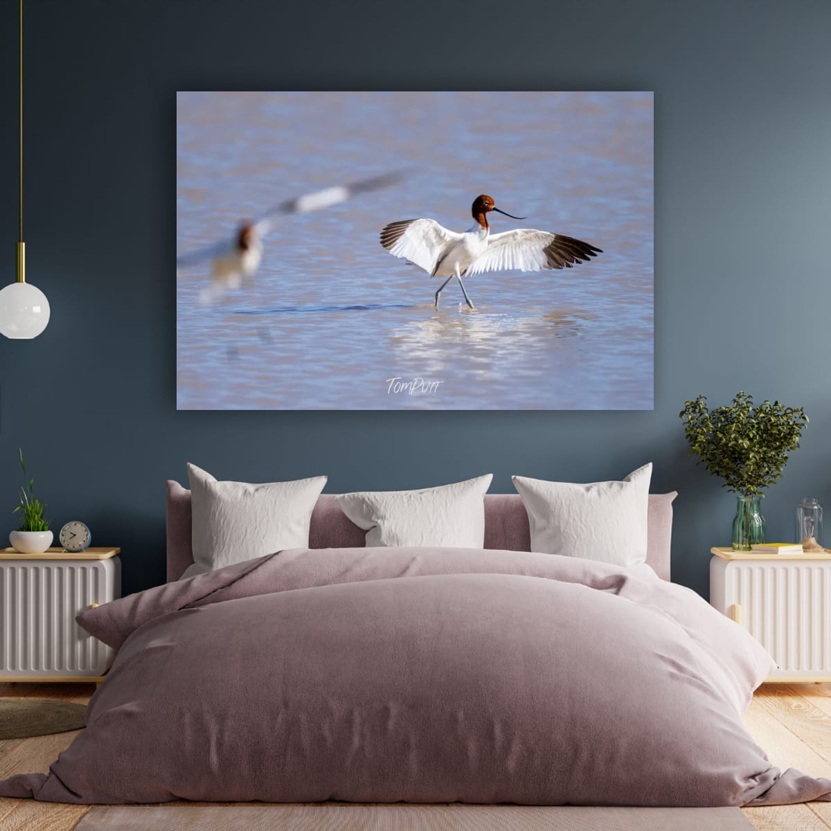 Stretching. Red-Necked Avocet