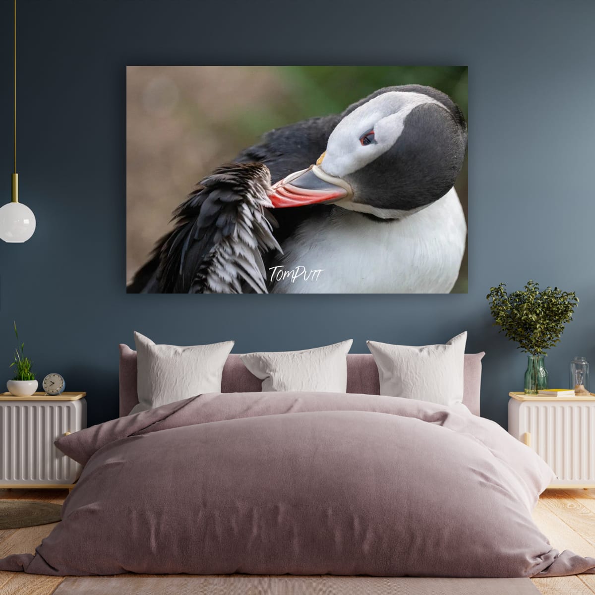 Preening. Atlantic Puffin