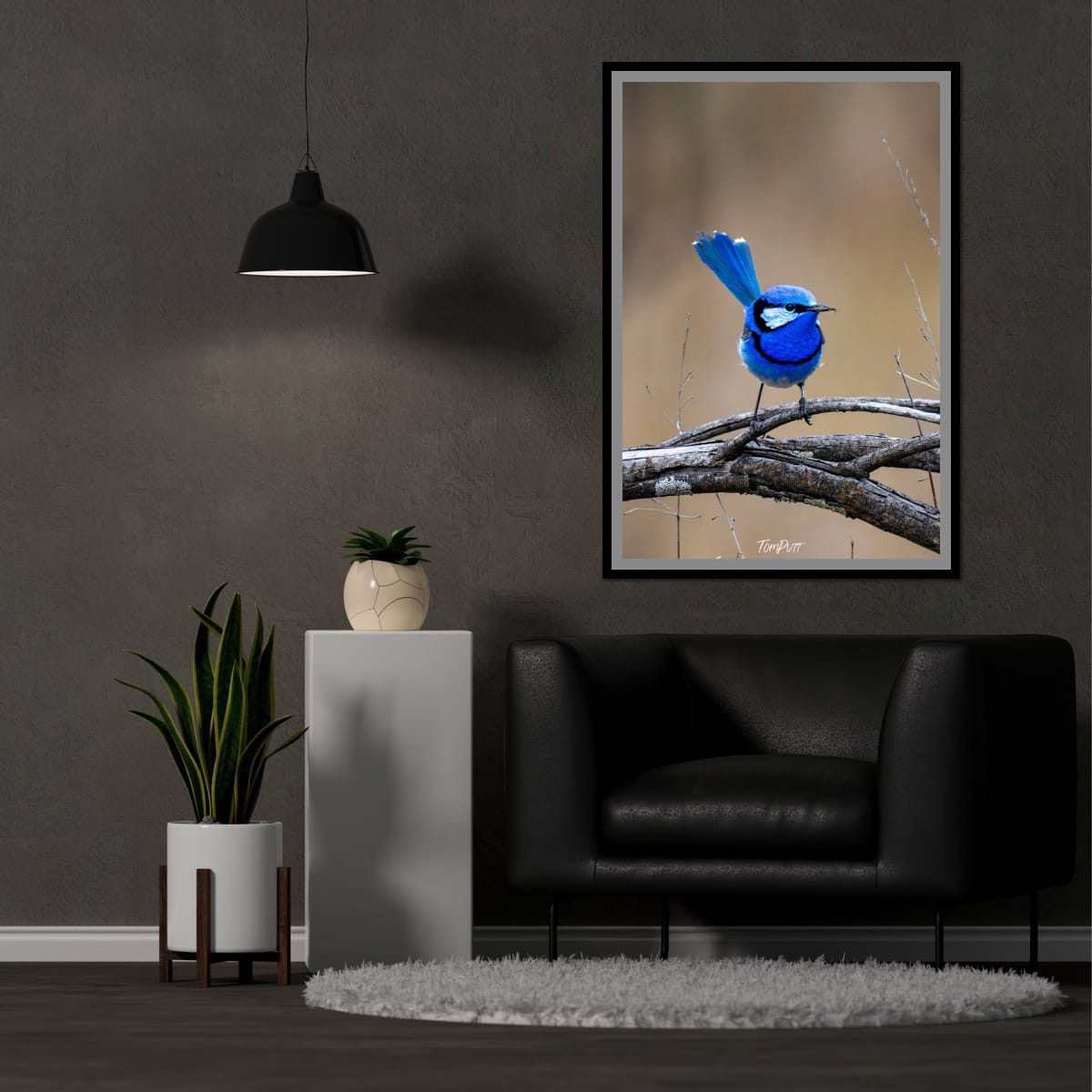 Splendid Wren