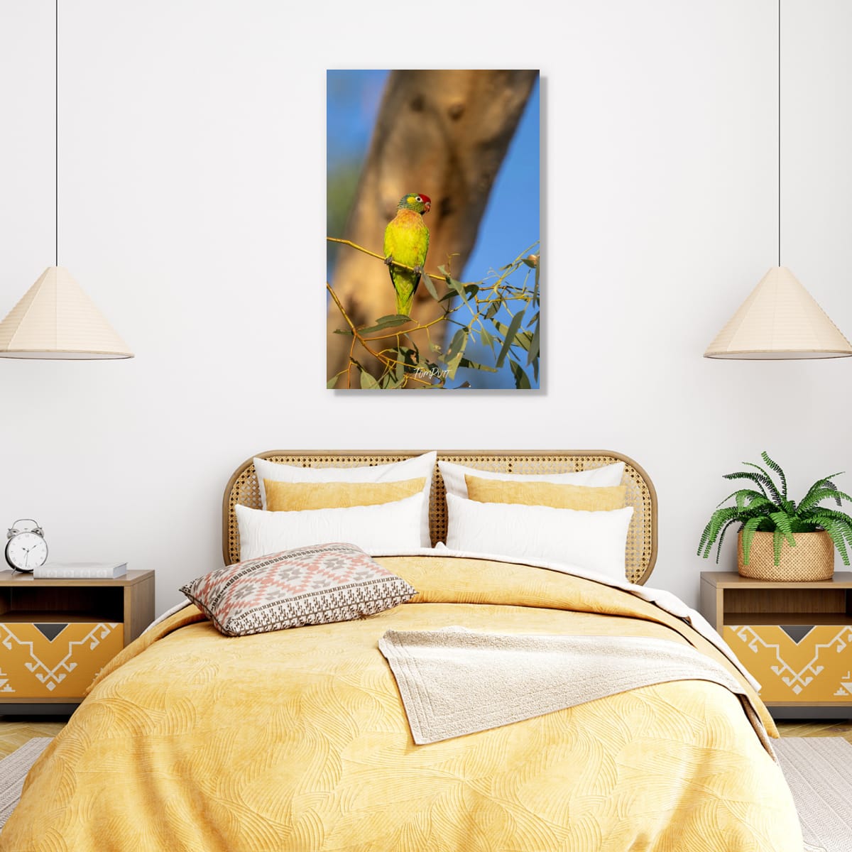Sunlit Perch. Varied Lorikeet