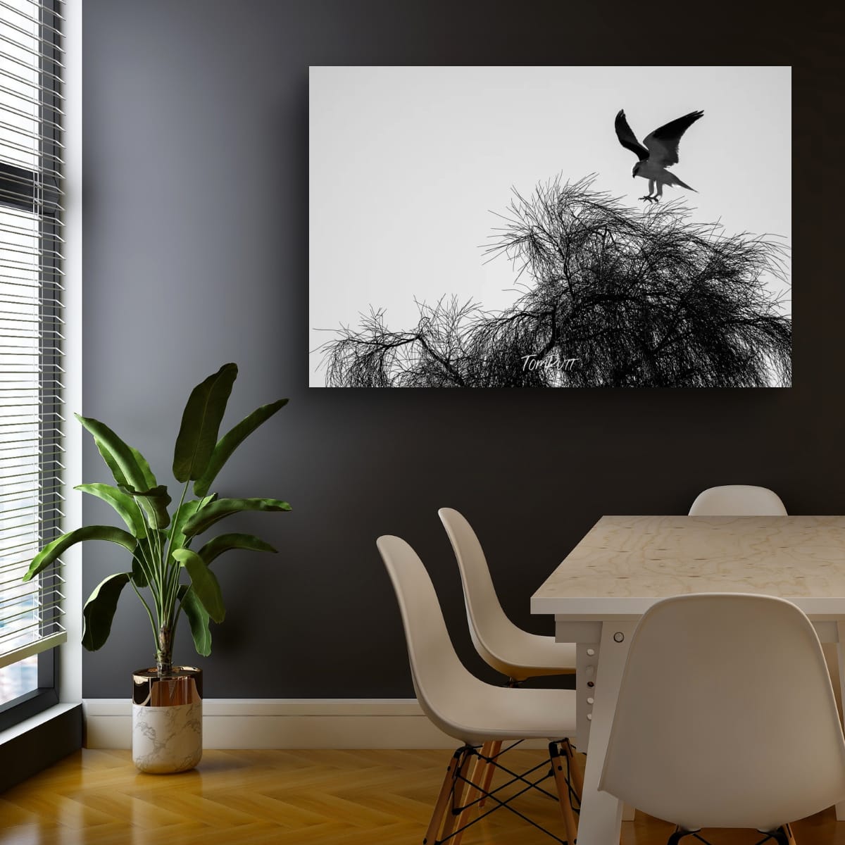 Gentle Landing. Black-Shouldered Kite