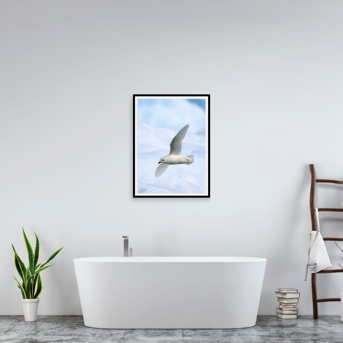 Snow Petrel in flight, Antarctica