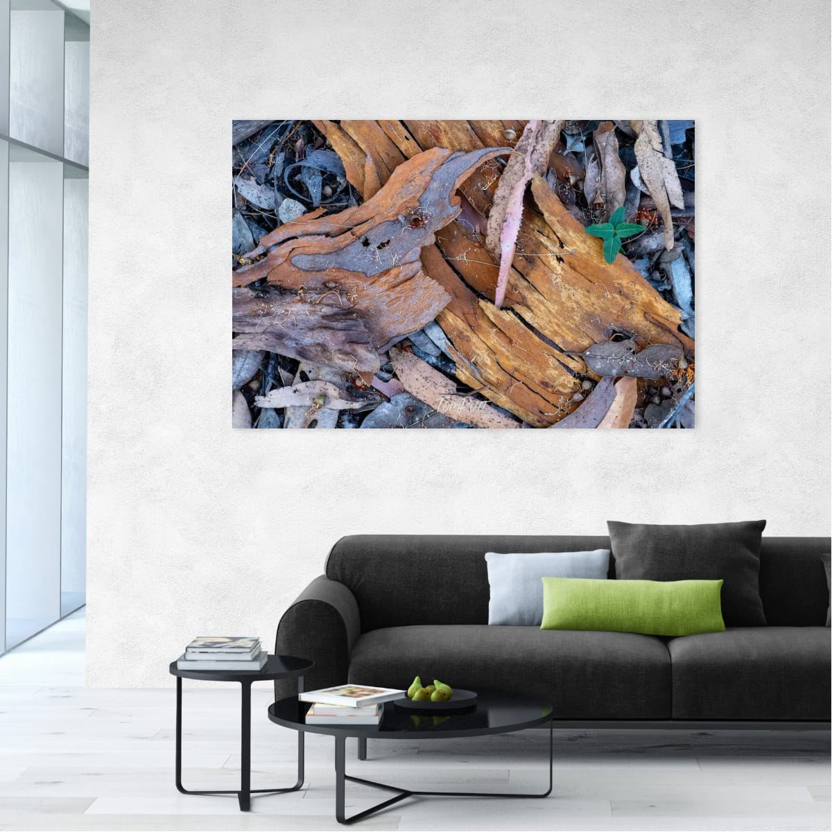 Forest Floor, Carnarvon Gorge