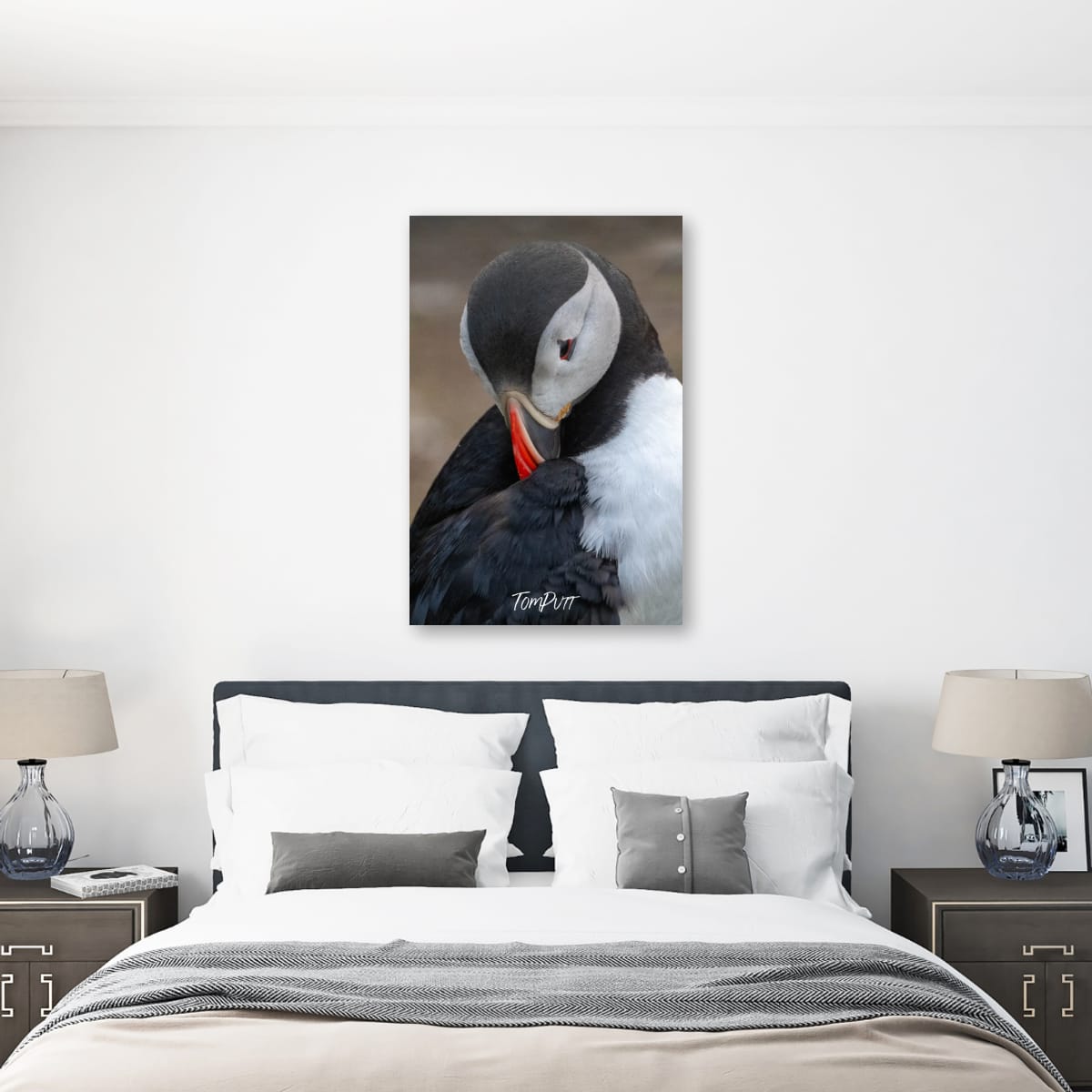 Tucked In. Atlantic Puffin