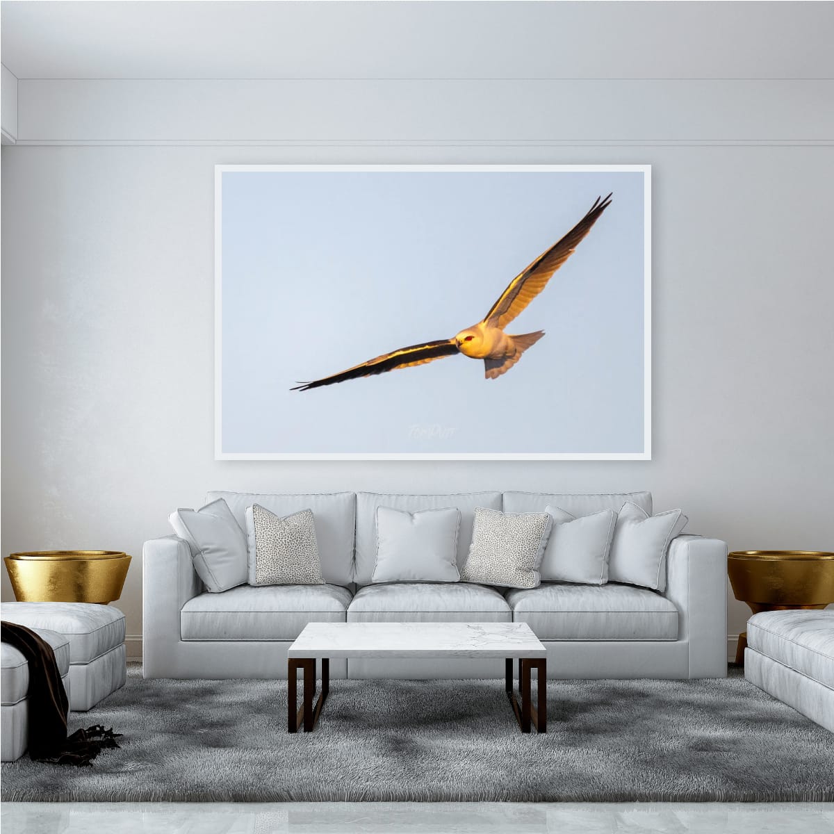 Golden Glow. Black-Shouldered Kite