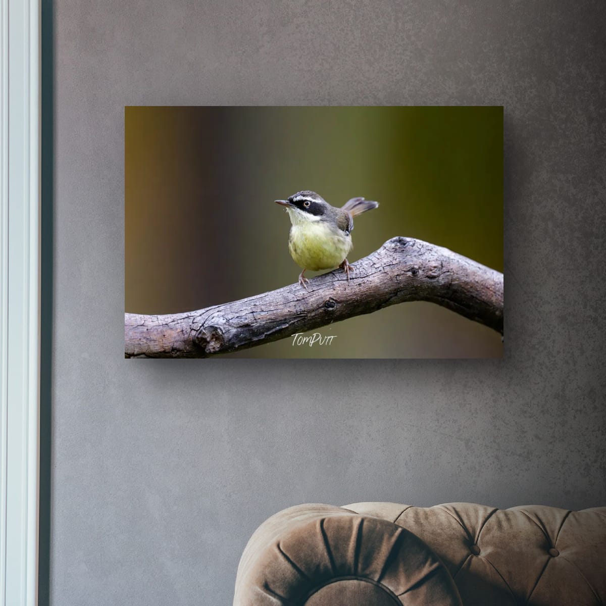 White-browed Scrubwren, Carnarvon Gorge