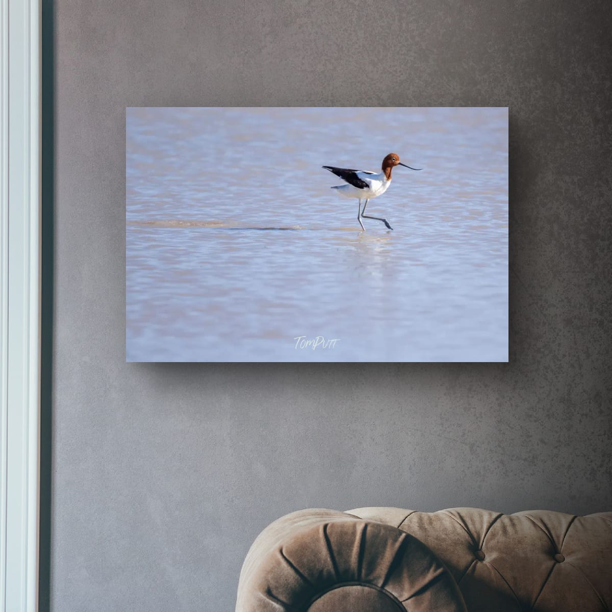 Wading. Red-Necked Avocet