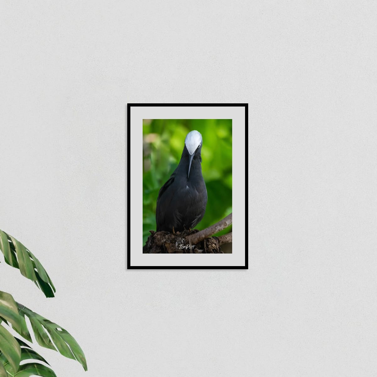 Perched Elegance: Black Noddy