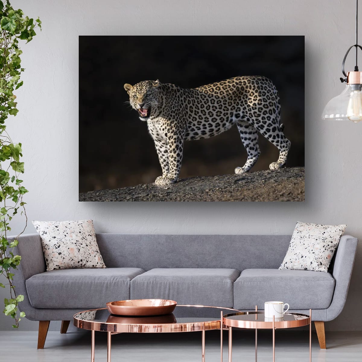 Fierce Leopard, India