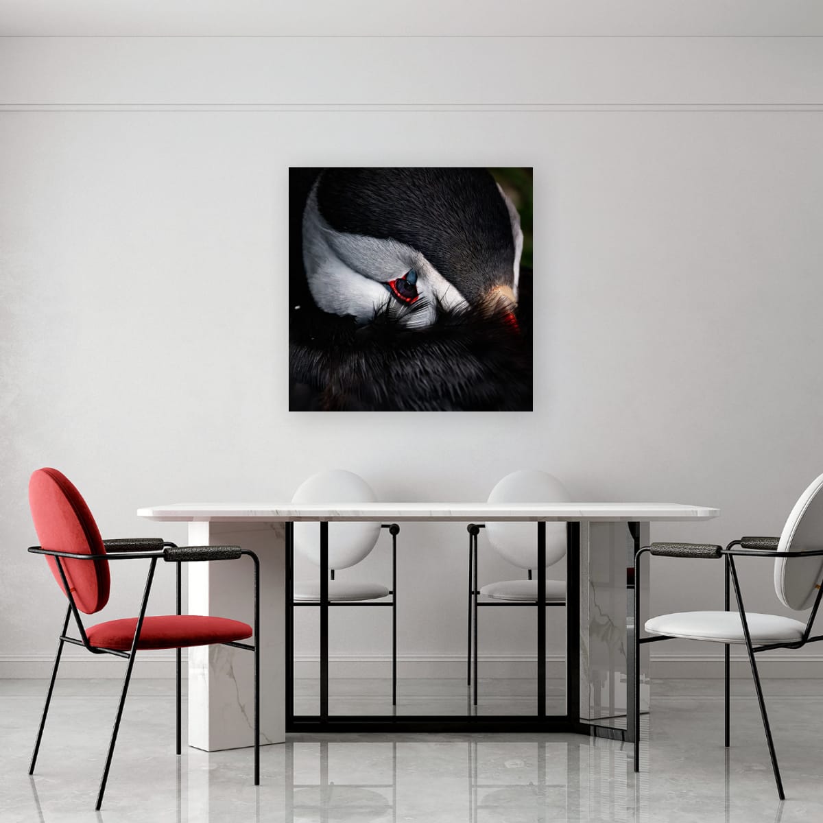 Quiet Gaze. Atlantic Puffin