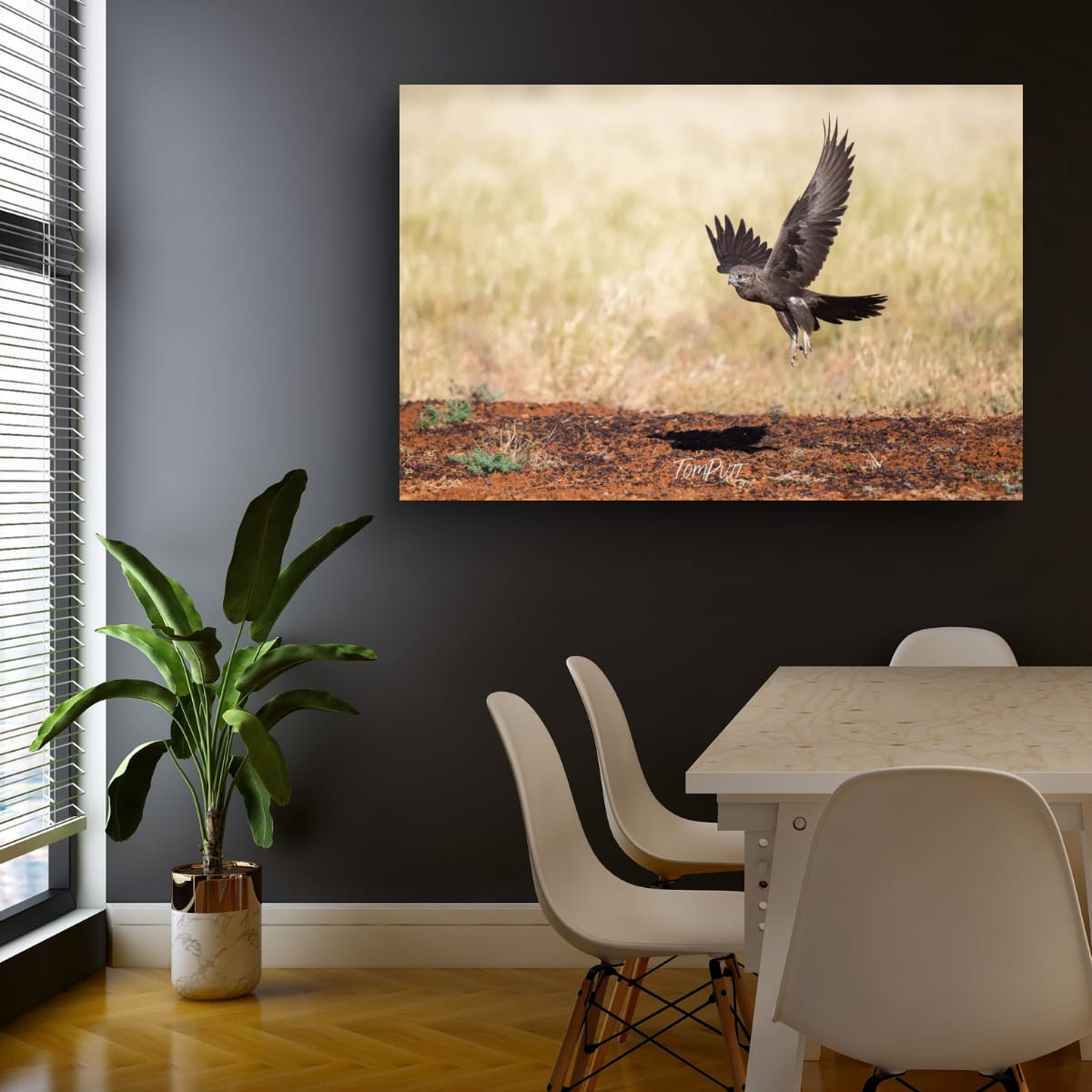 Black Falcon in Flight