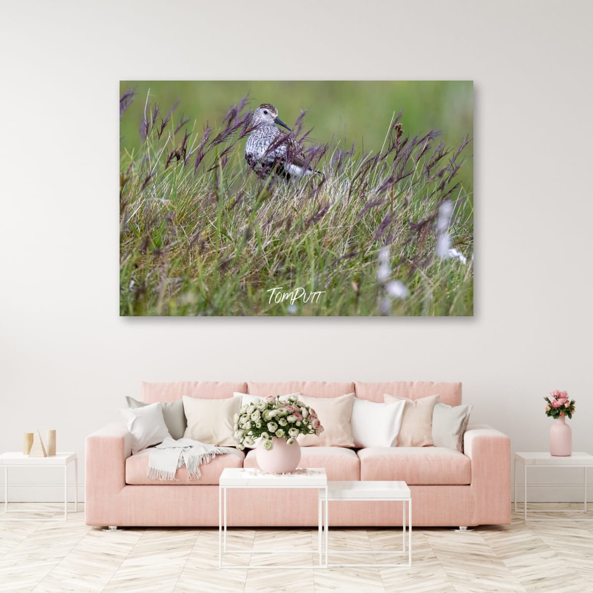 Watchful Dunlin