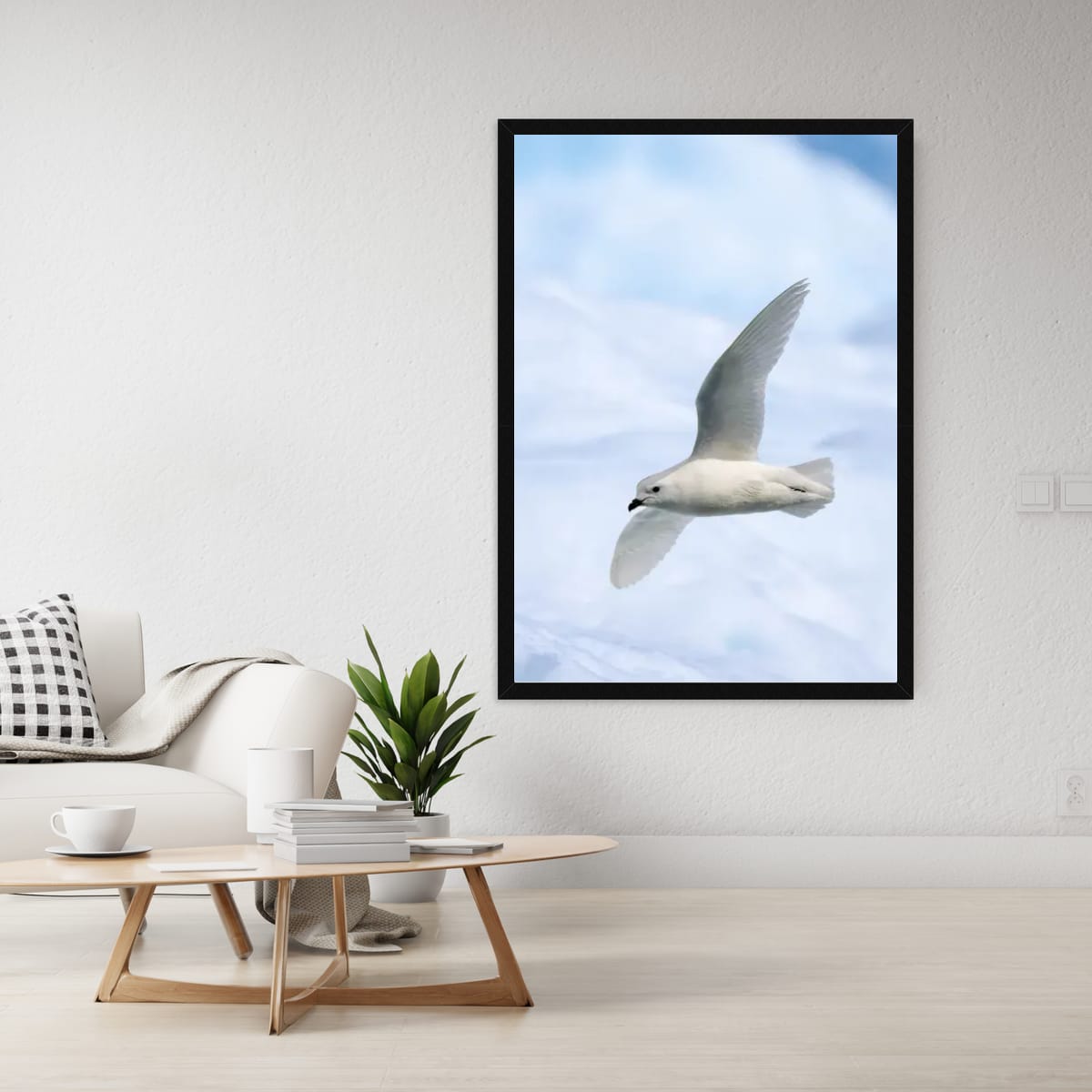 Snow Petrel in flight, Antarctica