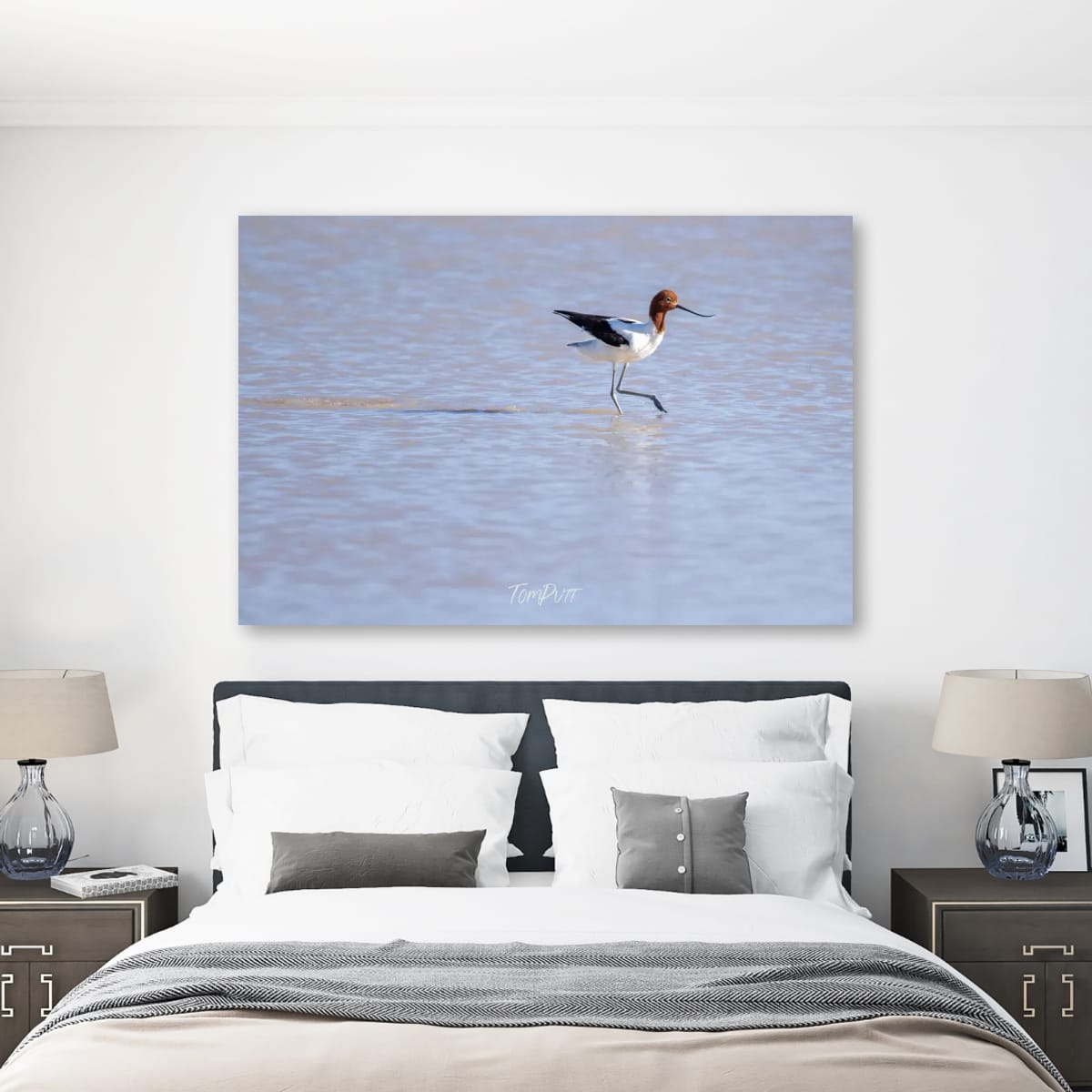 Wading. Red-Necked Avocet
