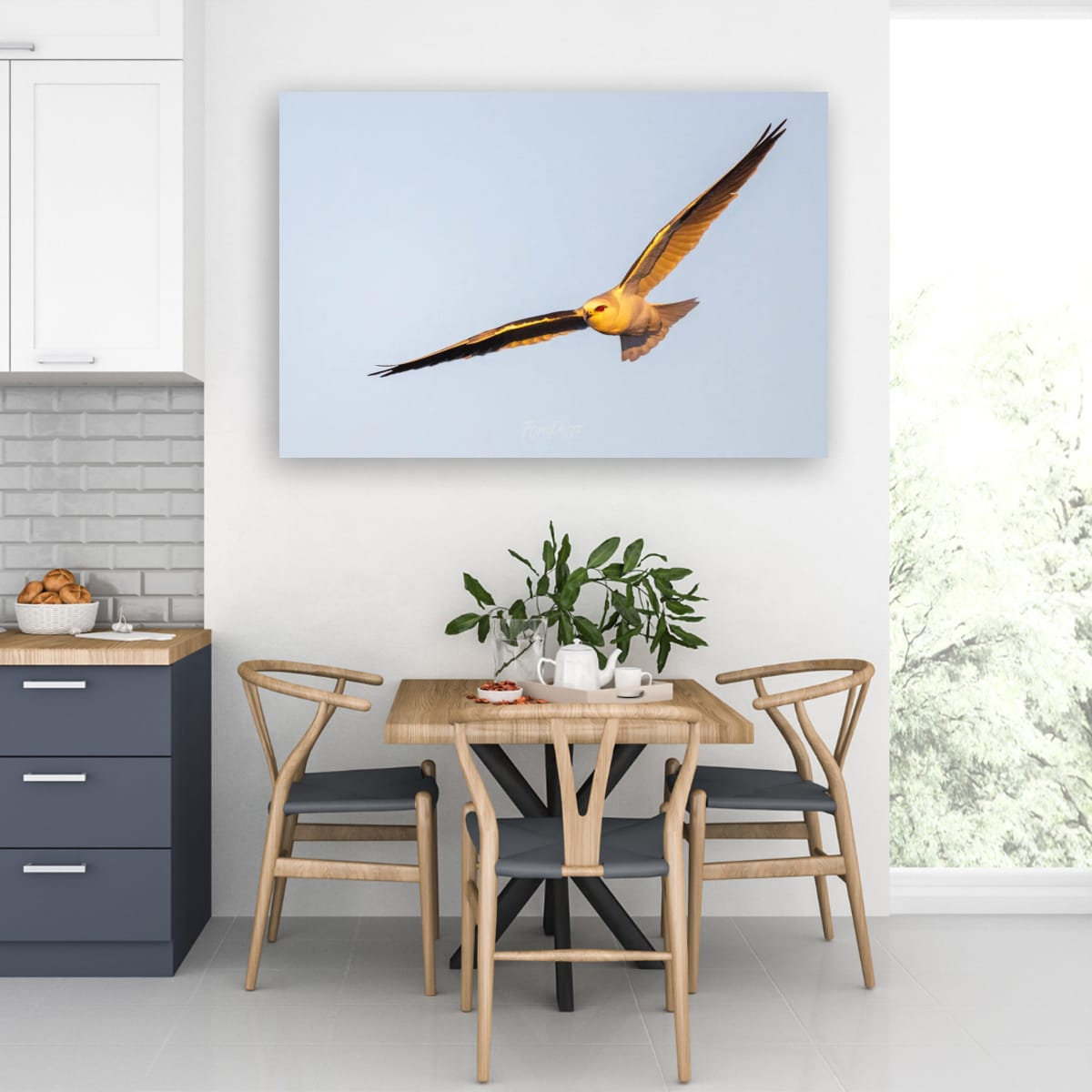 Golden Glow. Black-Shouldered Kite