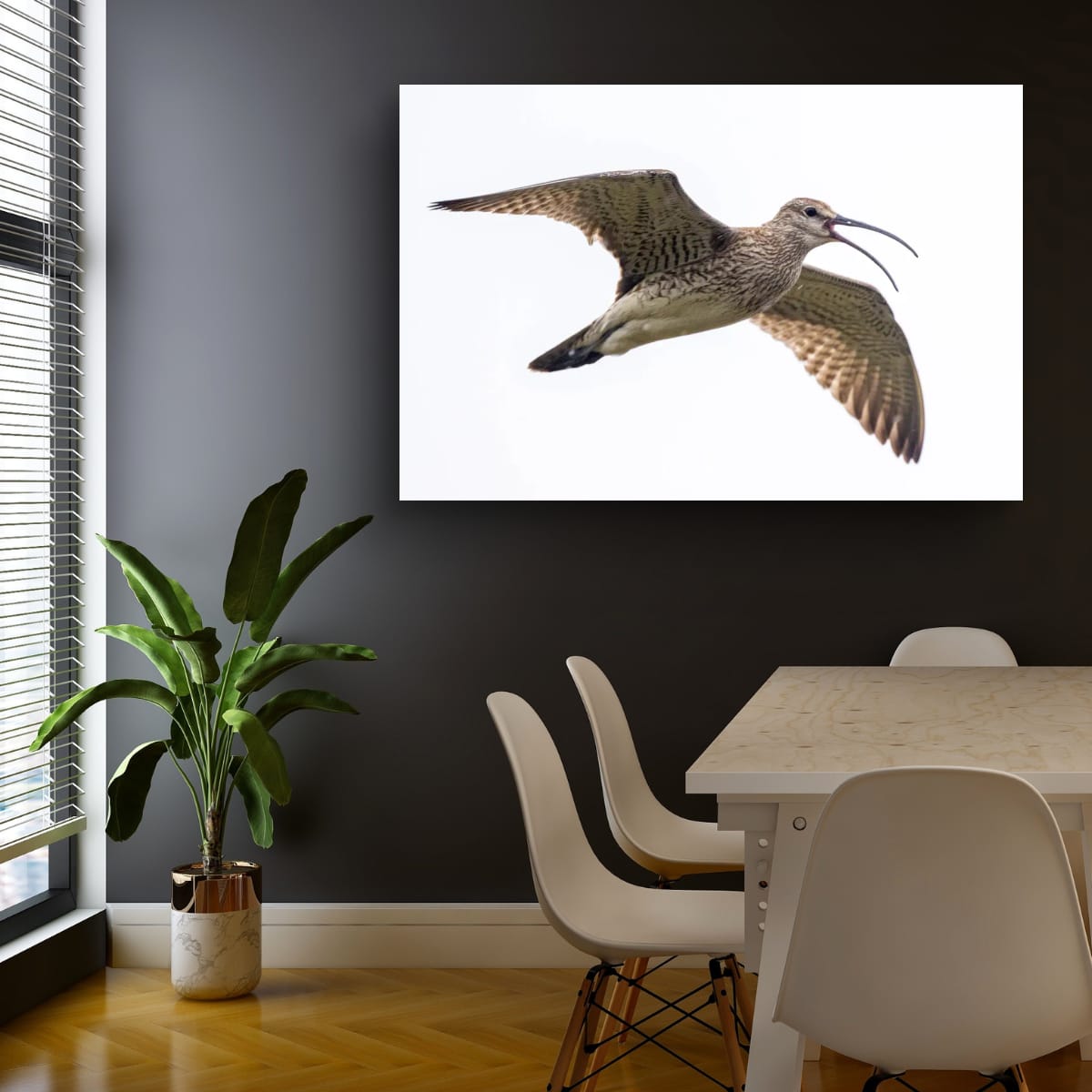Full Flight. Whimbrel