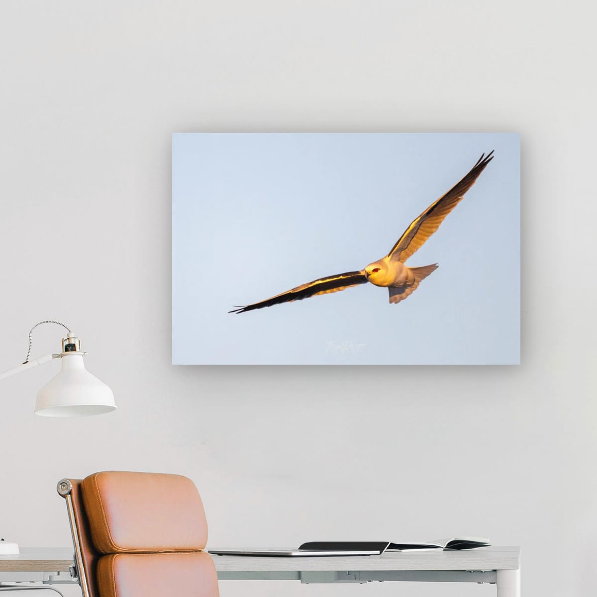 Golden Glow. Black-Shouldered Kite