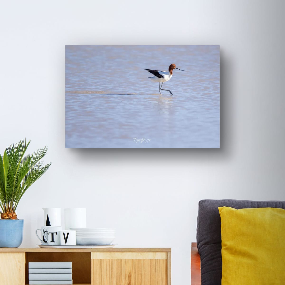 Wading. Red-Necked Avocet