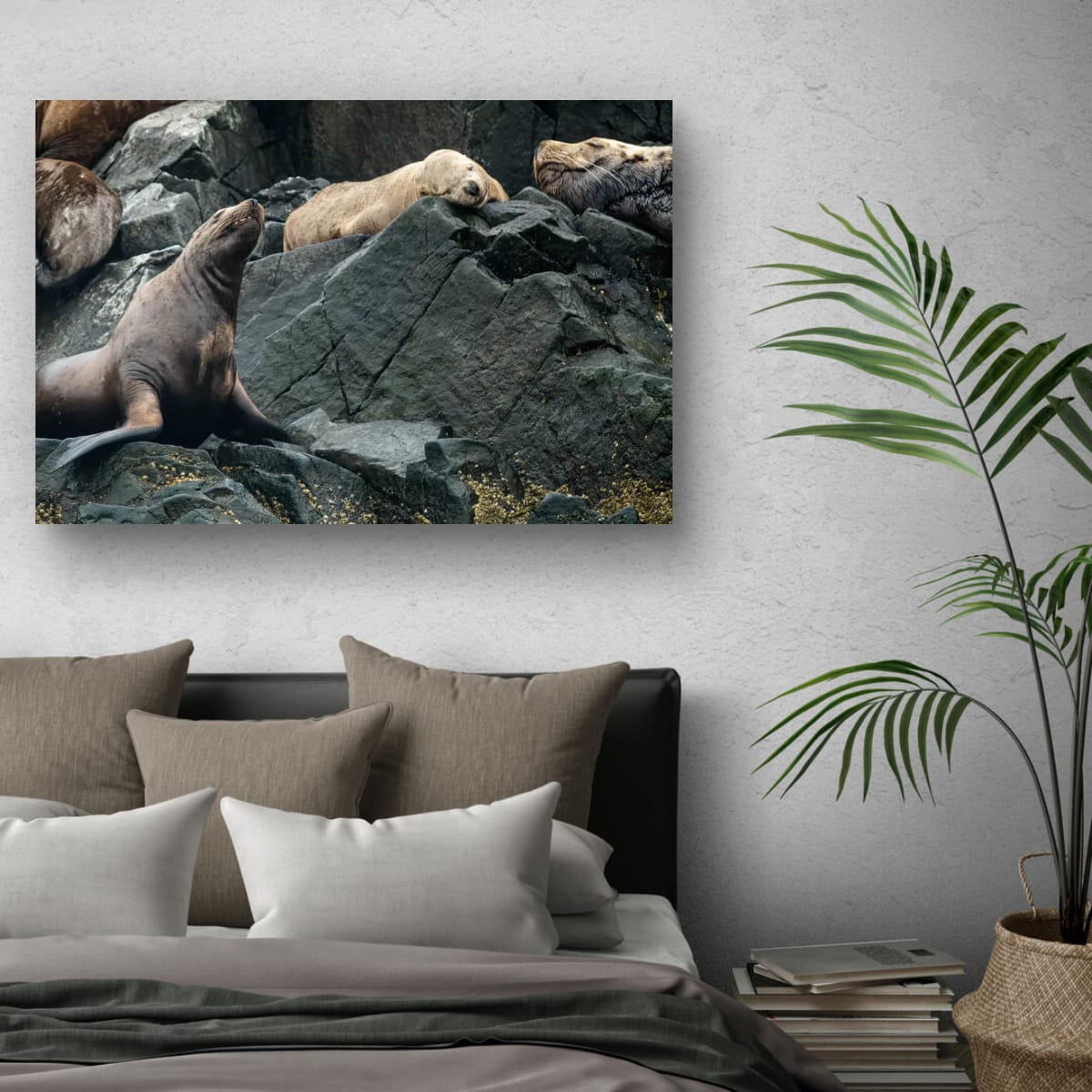 Hard Bed: Sea Lion