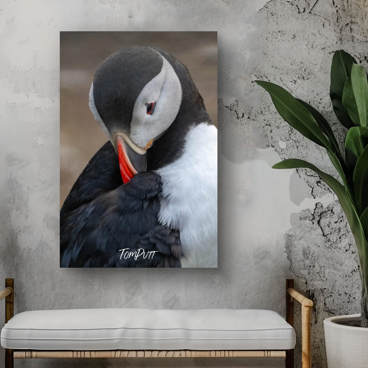 Tucked In. Atlantic Puffin