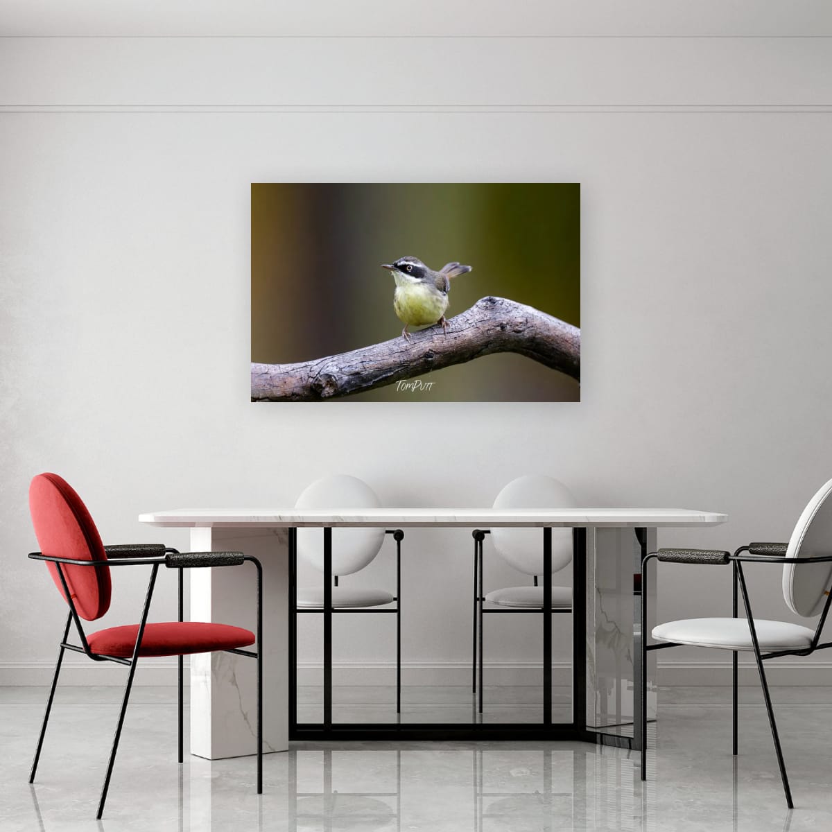 White-browed Scrubwren, Carnarvon Gorge