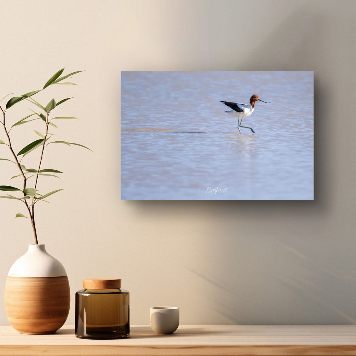 Wading. Red-Necked Avocet
