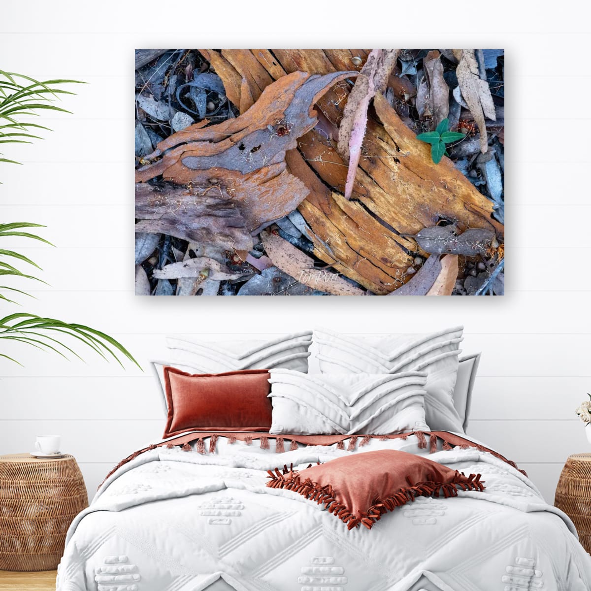 Forest Floor, Carnarvon Gorge
