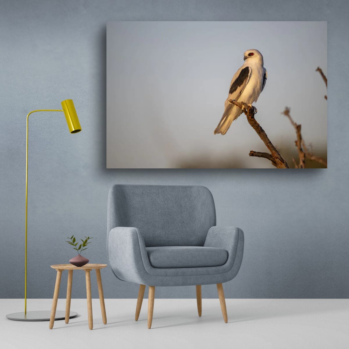 The Watchful Letter-Winged Kite