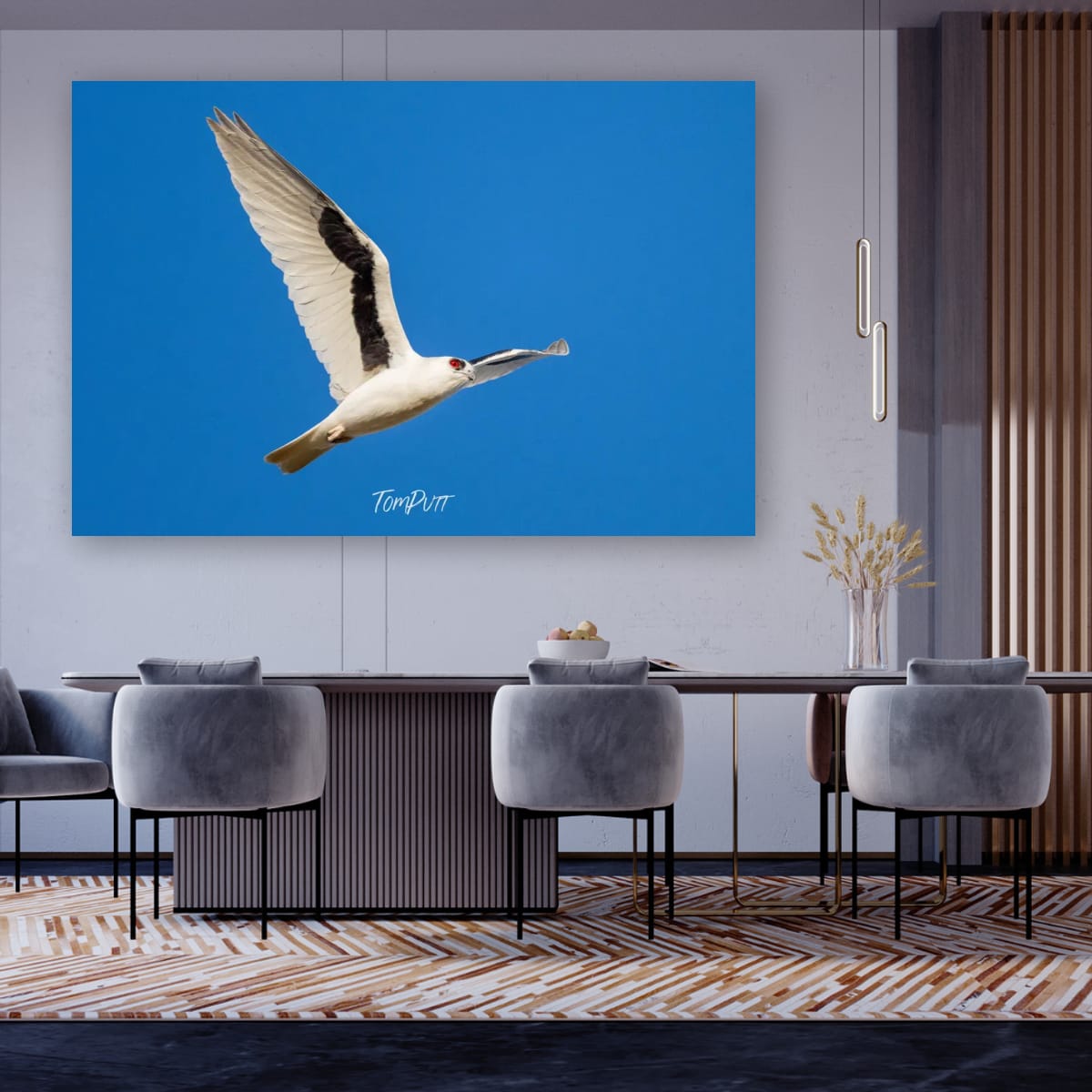 Red-Eye Flight. Letter-Winged Kite