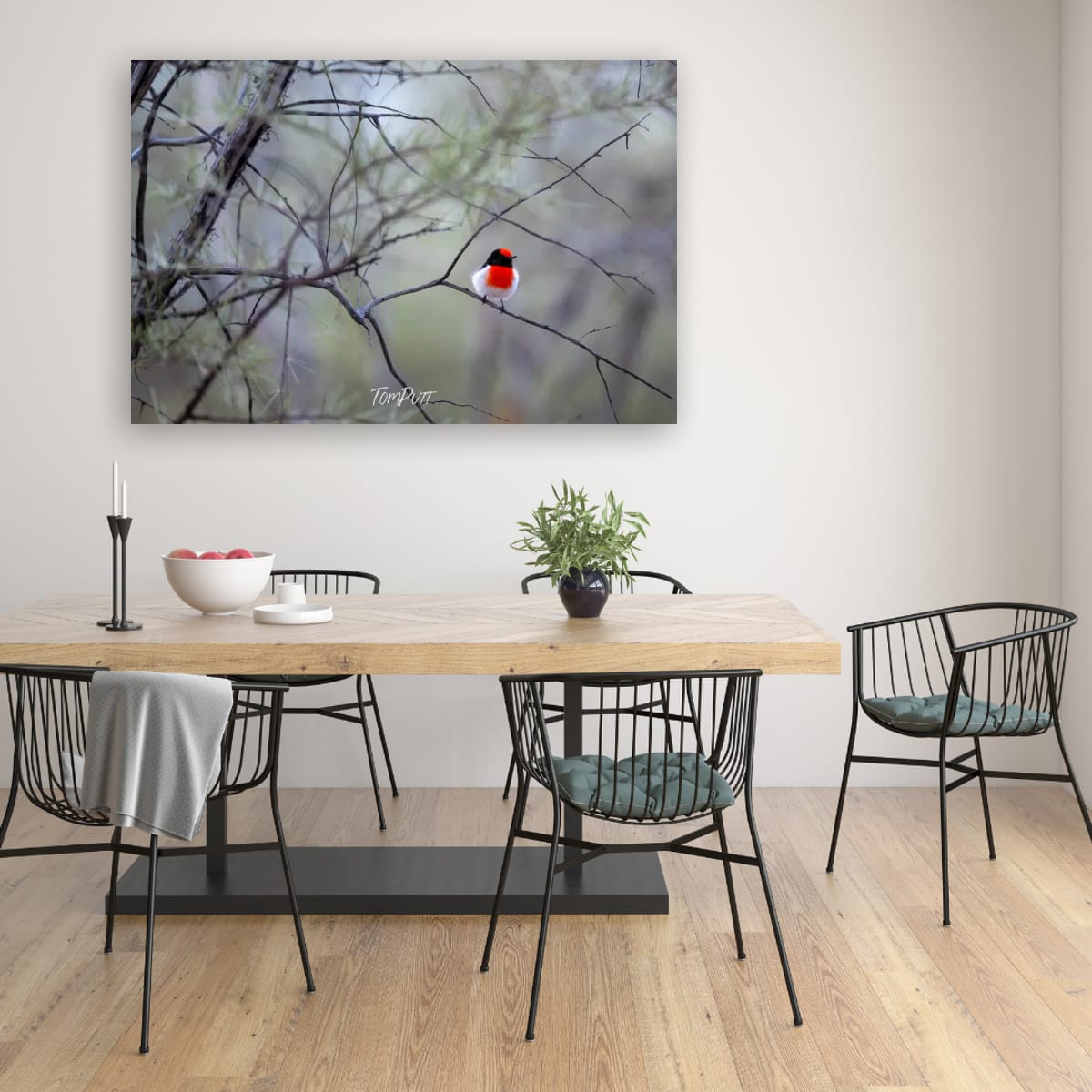 Perched and Ready. Red-Capped Robin