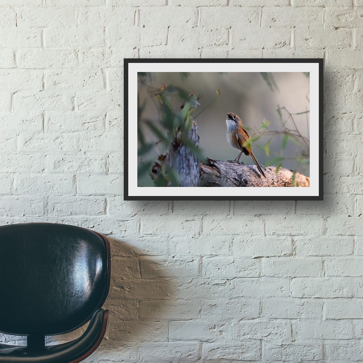 Song of the Opalton Grasswren