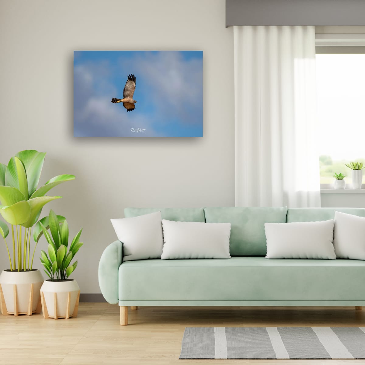 Spotted Harrier in Flight