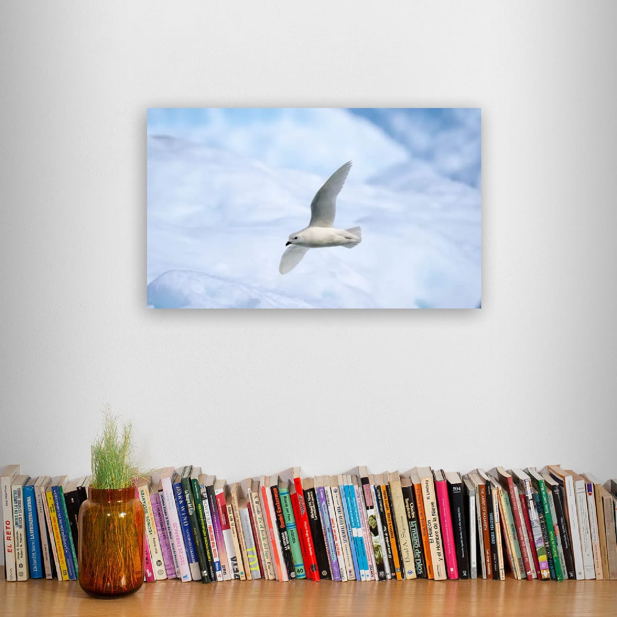 Snow Petrel in flight, Antarctica