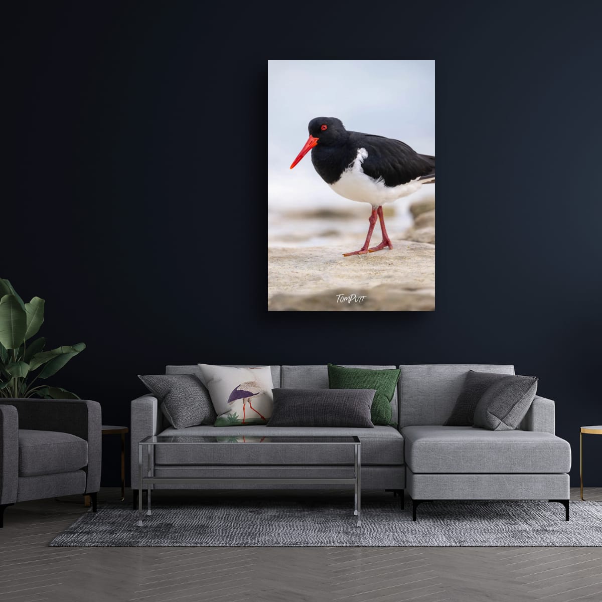 Pied Oystercatcher: Heron Island