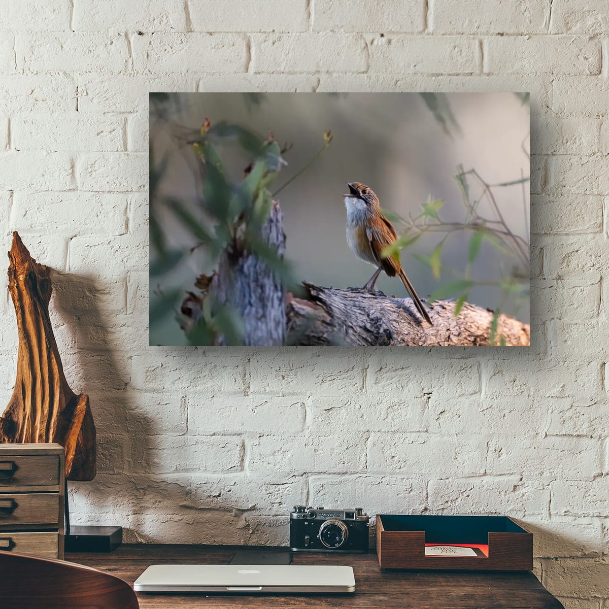 Song of the Opalton Grasswren