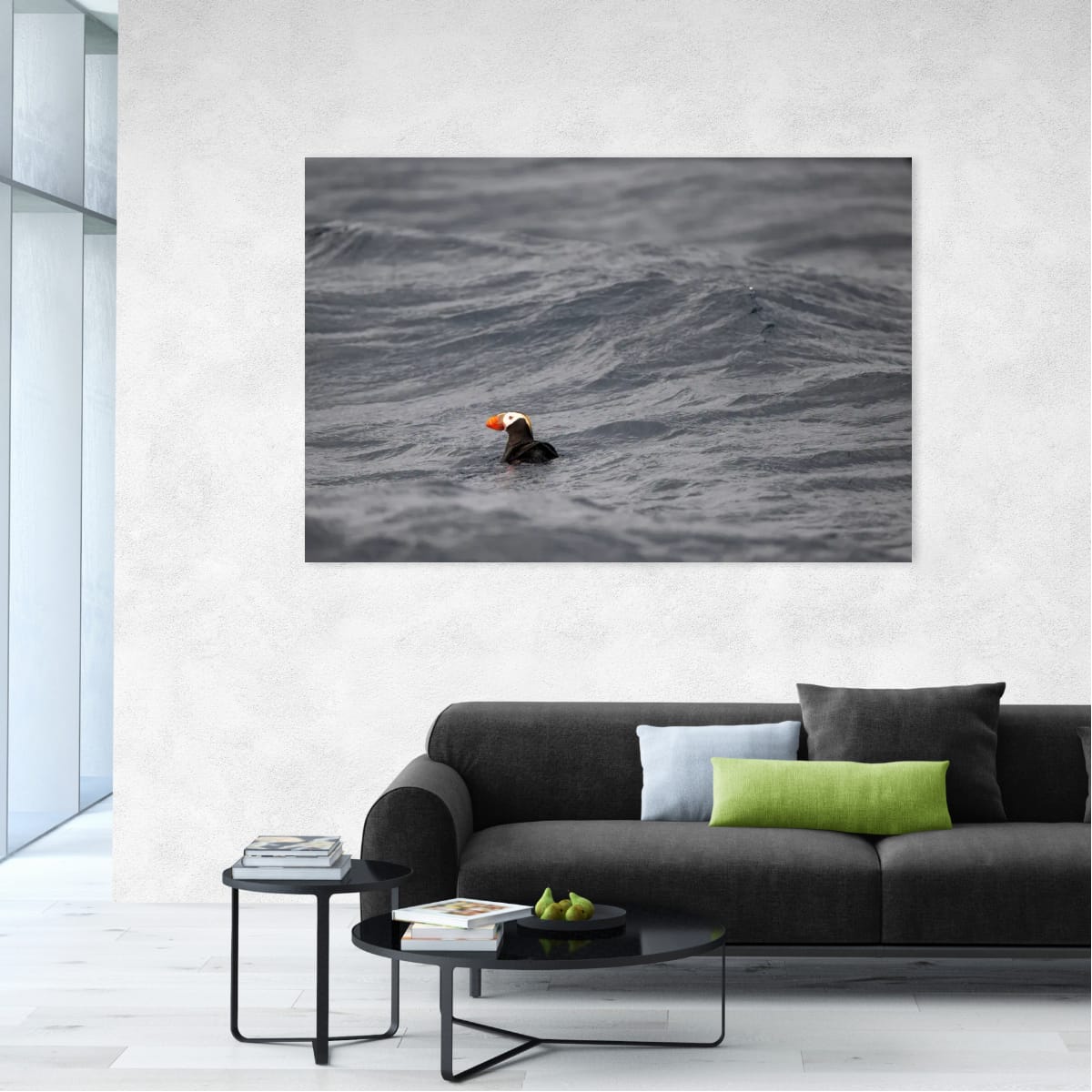 Paddling: Tufted Puffin