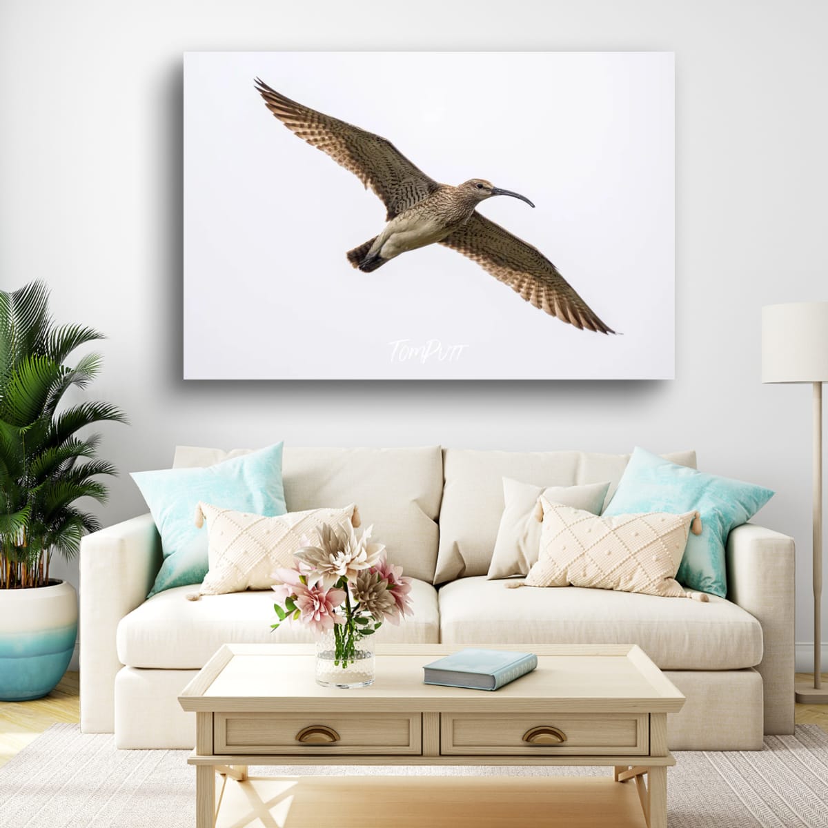 Arctic Glider. Whimbrel