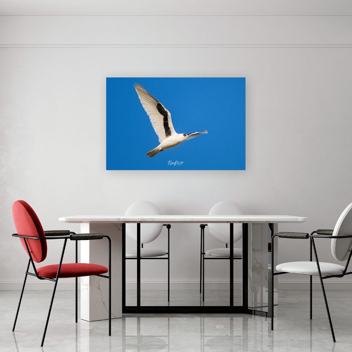 Red-Eye Flight. Letter-Winged Kite