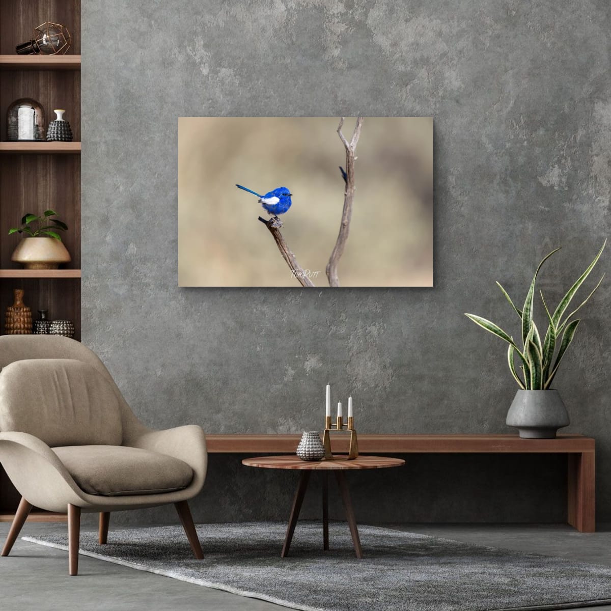 Balancing Act. White-Winged Fairy Wren
