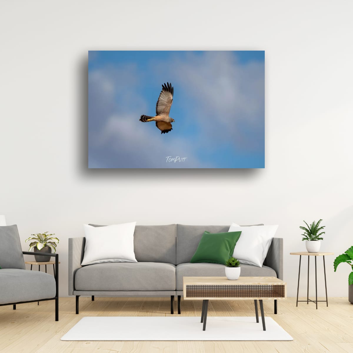 Spotted Harrier in Flight