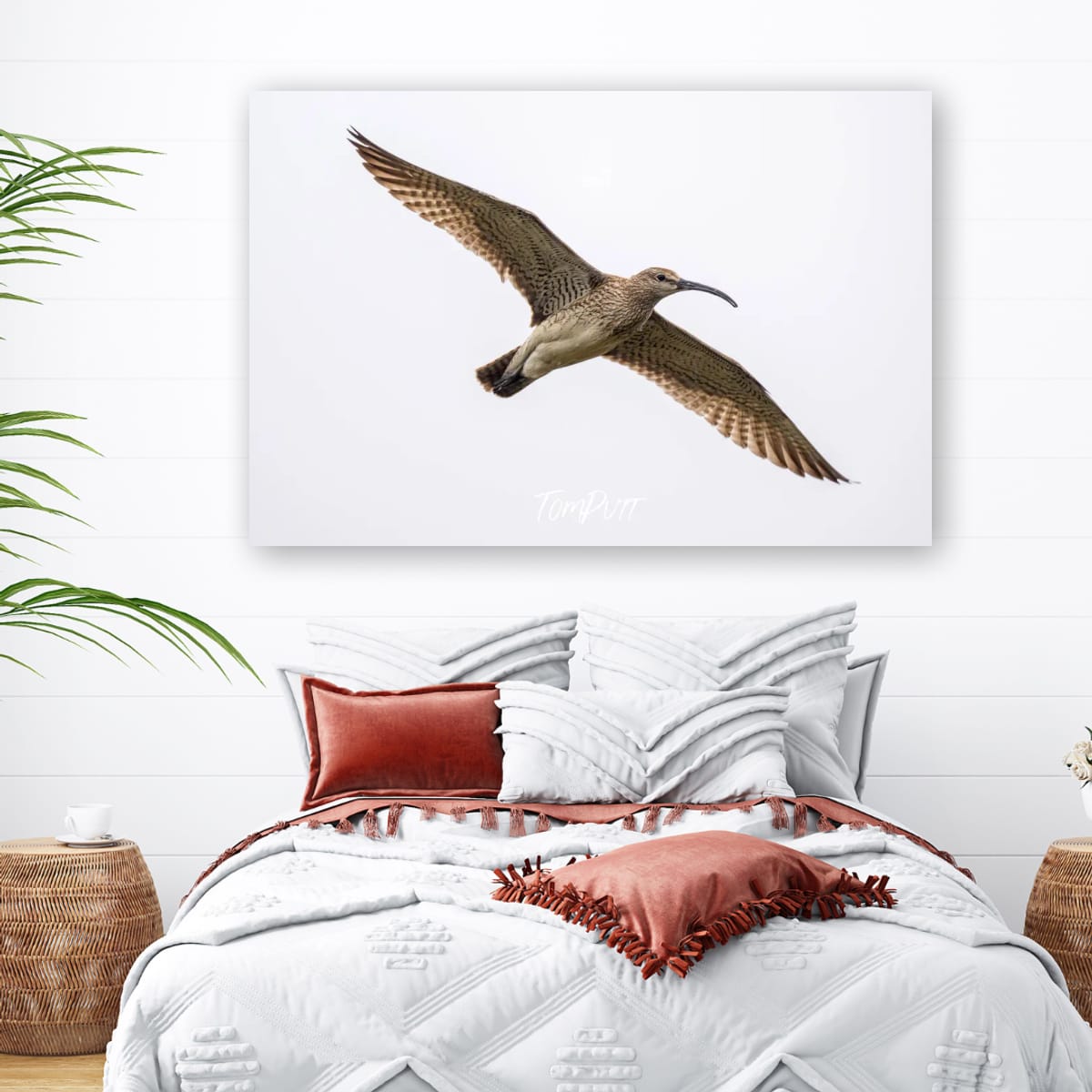 Arctic Glider. Whimbrel