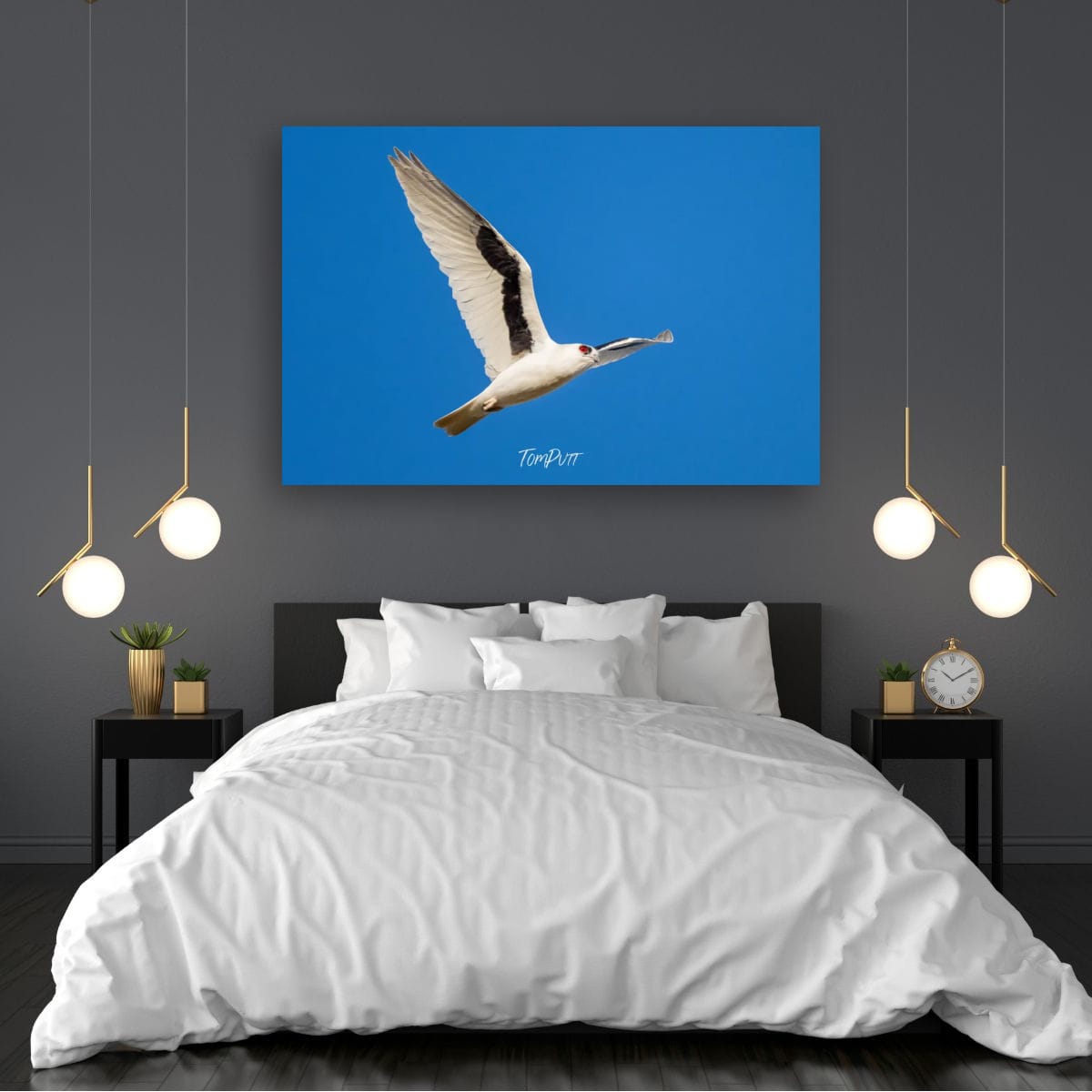 Red-Eye Flight. Letter-Winged Kite