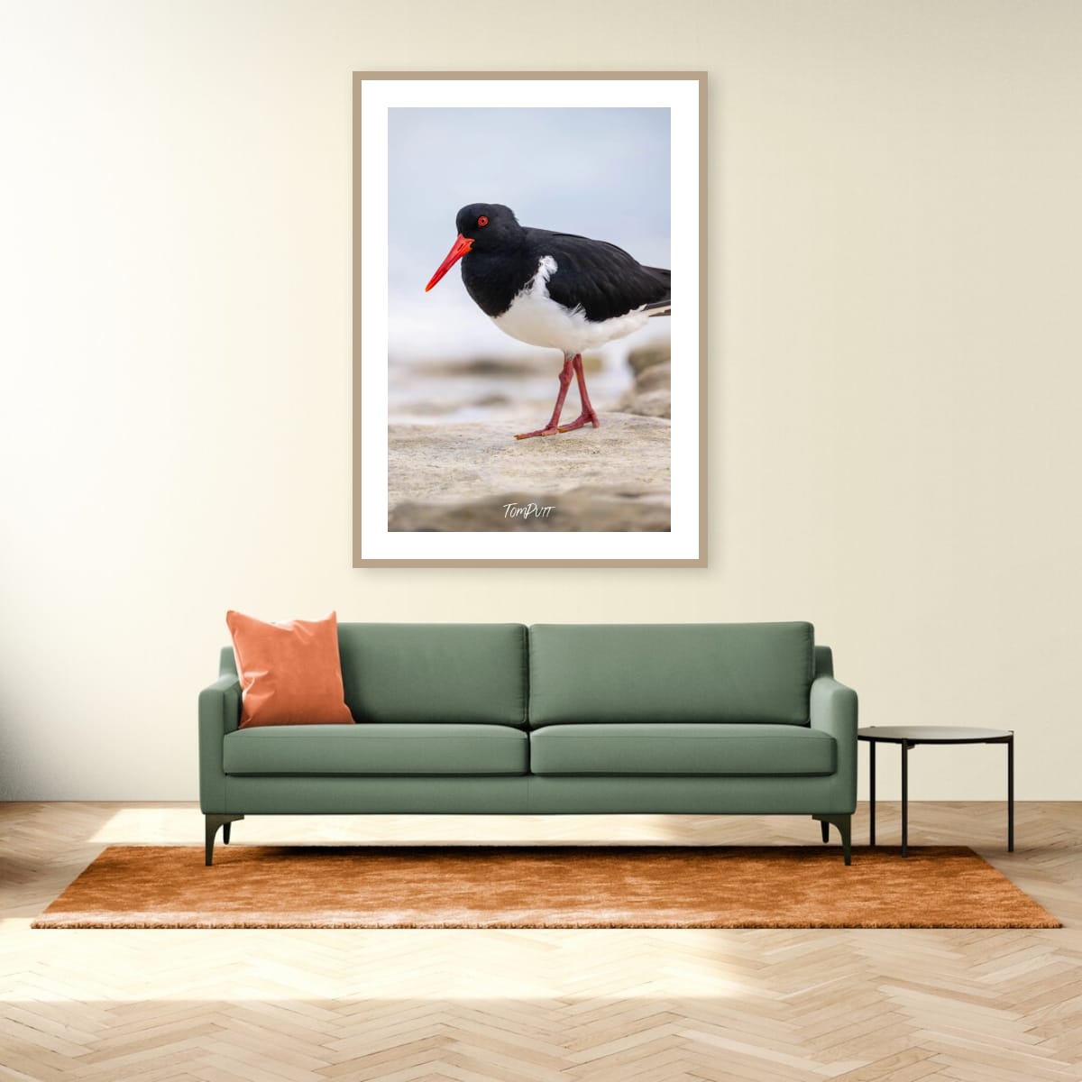 Pied Oystercatcher: Heron Island
