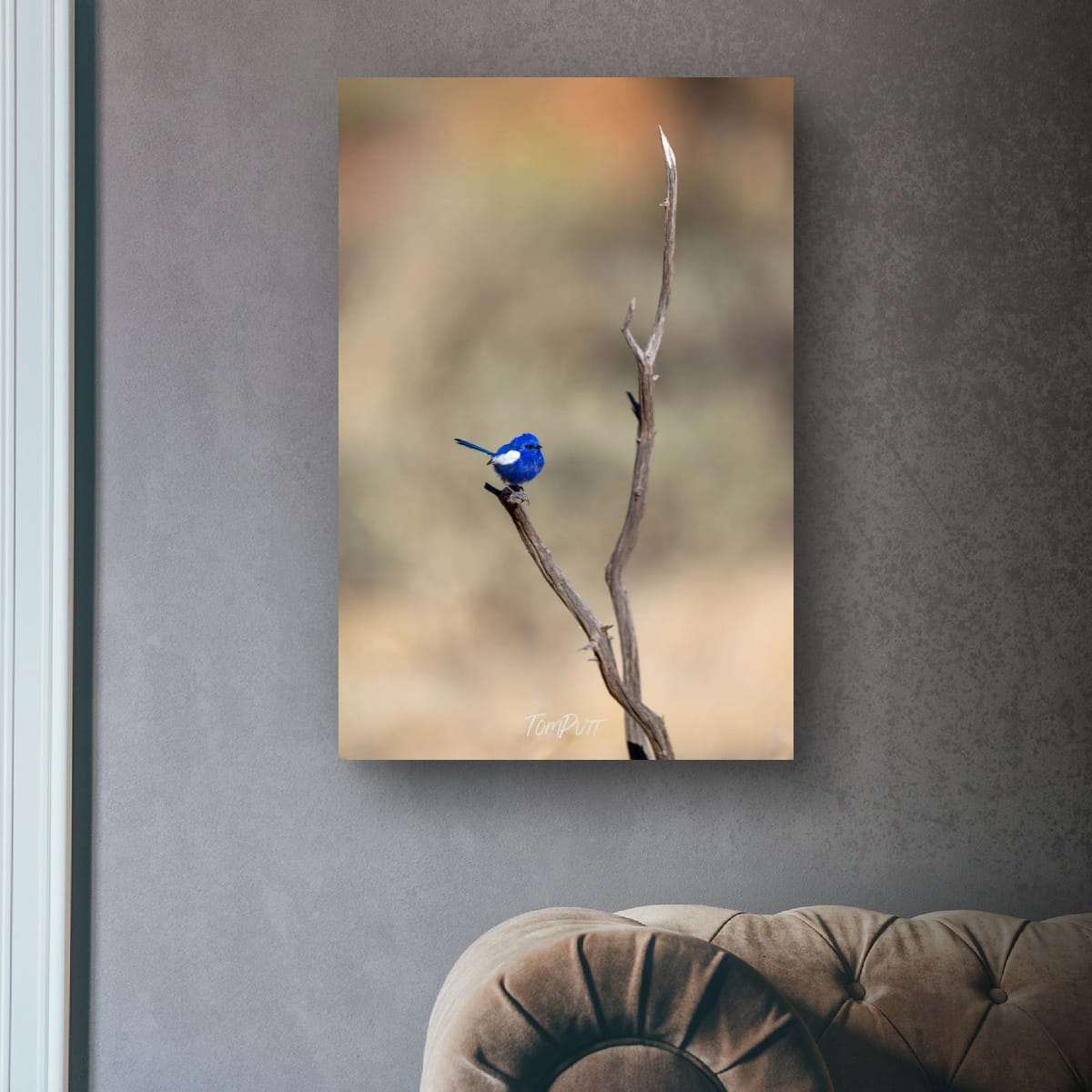 Still Moment. White-Winged Fairy Wren