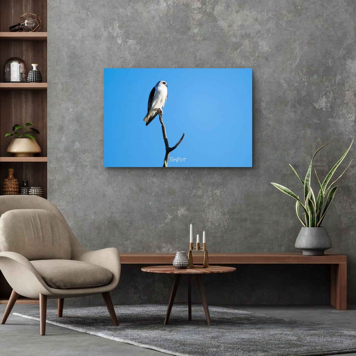 Sentinel. Letter-Winged Kite