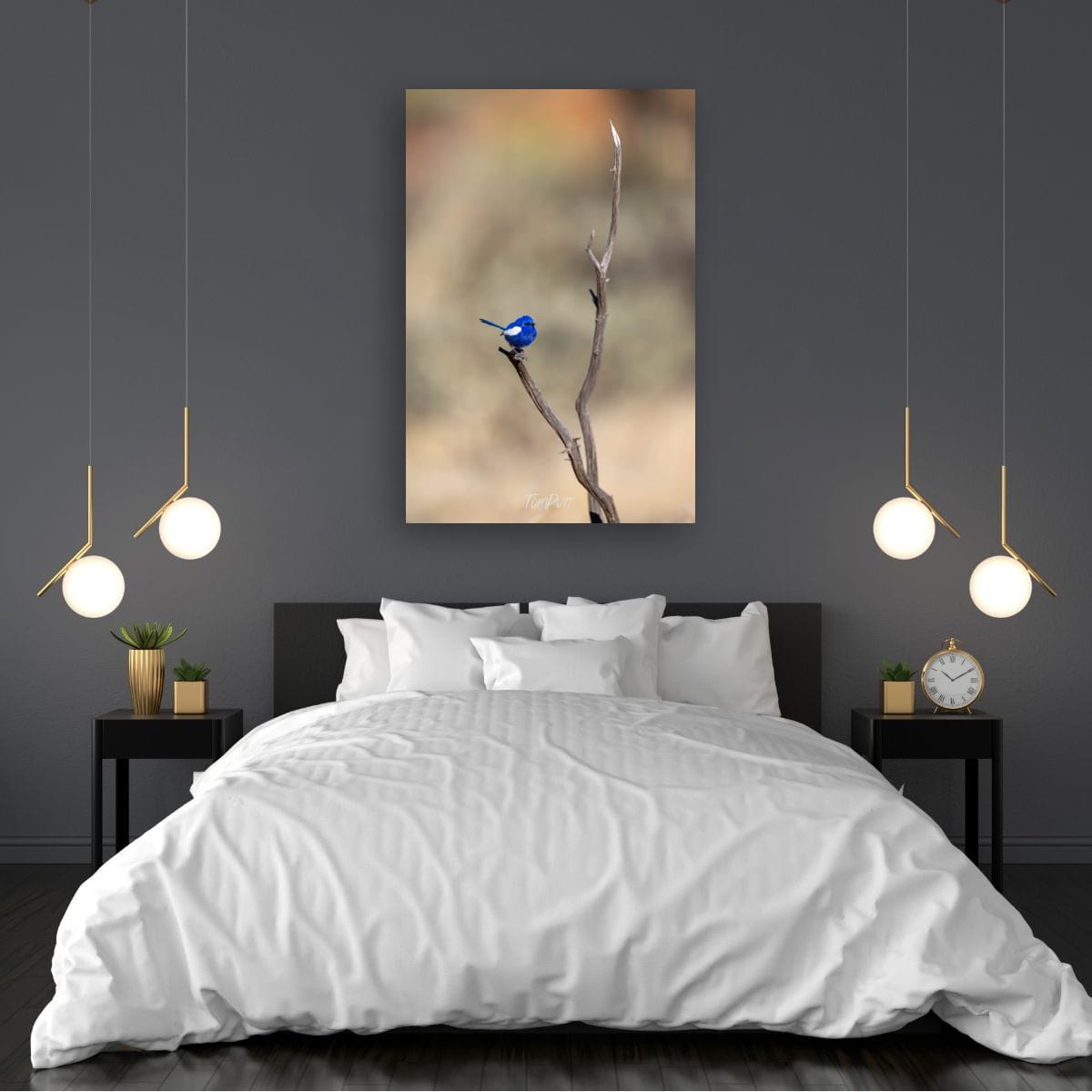Still Moment. White-Winged Fairy Wren