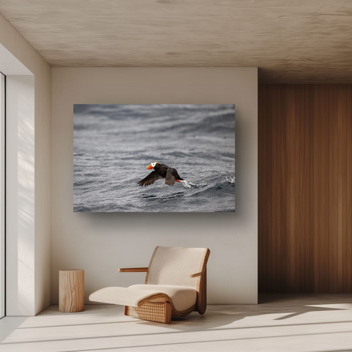 Water Launch: Tufted Puffin