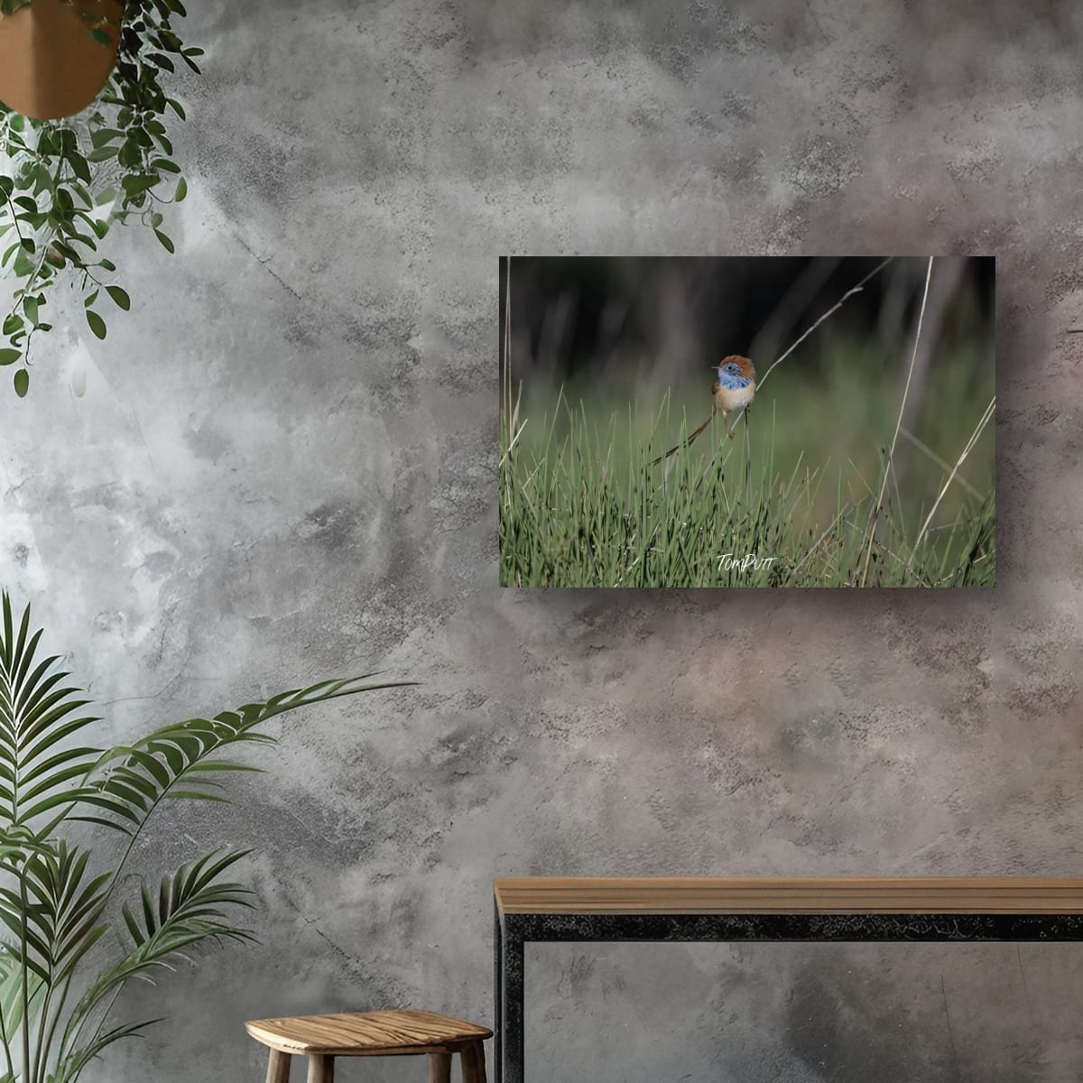 Rufous-Crowned Emu-Wren