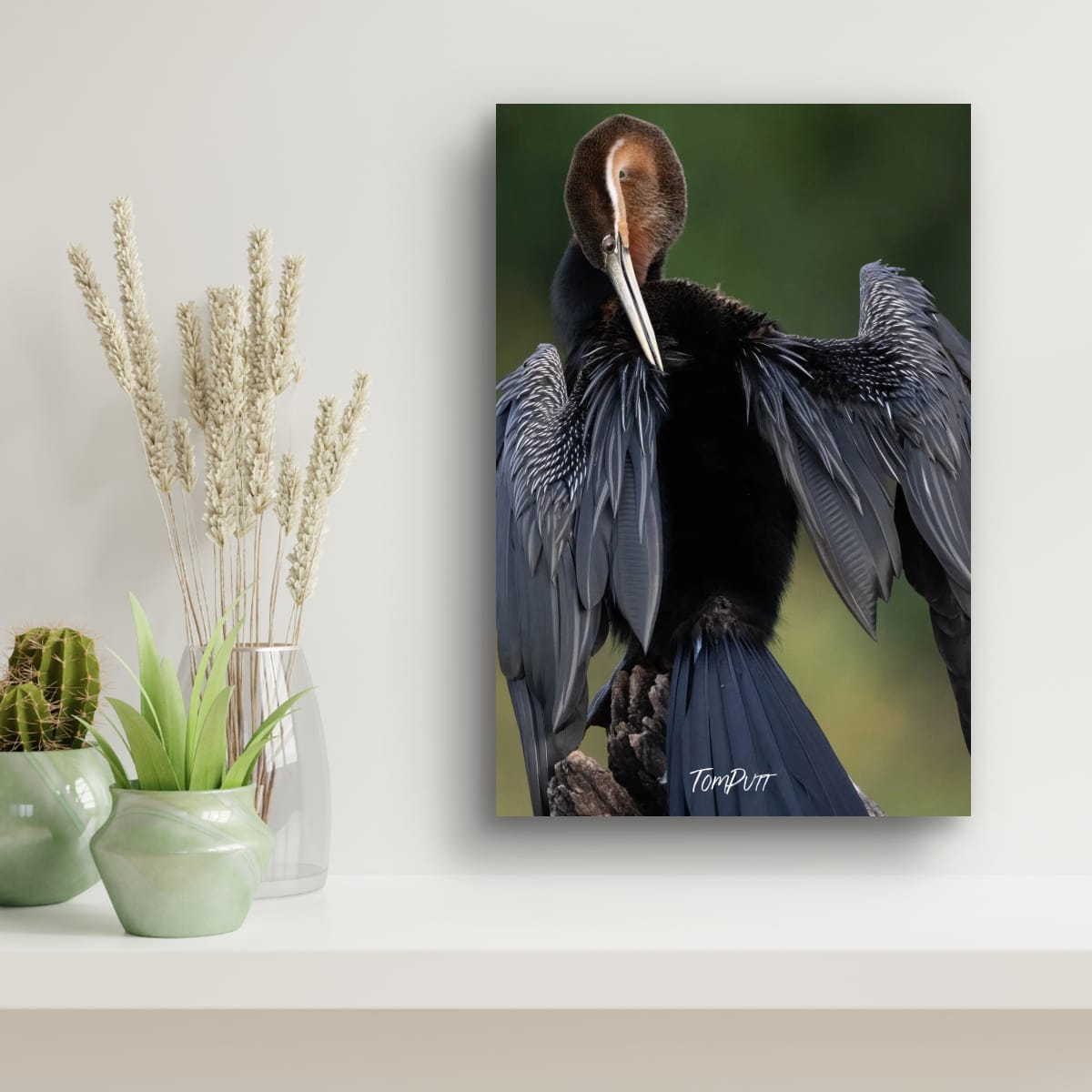 Majestic African Darter