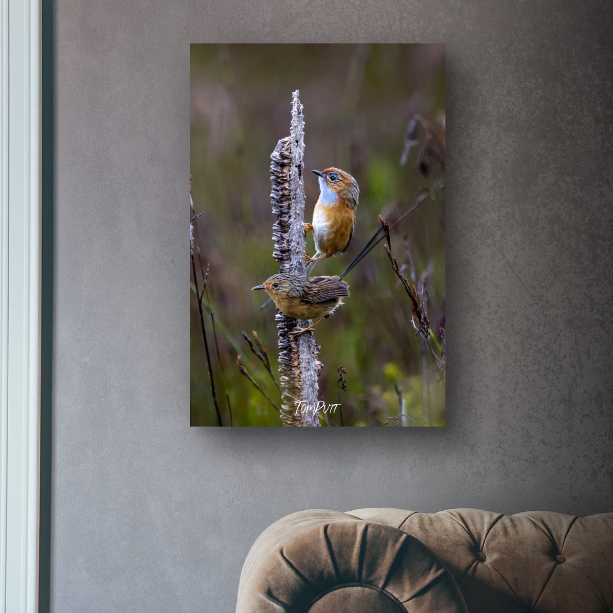 Southern Emu Wren pair